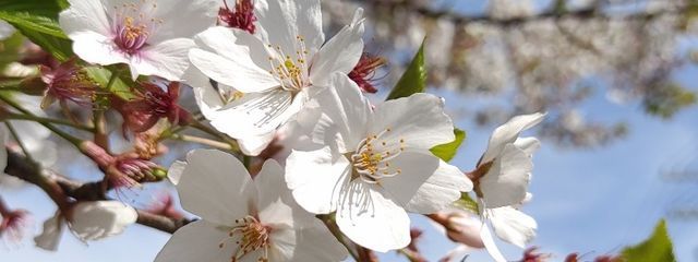 アリスさんの壁紙画像