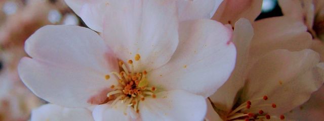 まながつおさんの壁紙画像