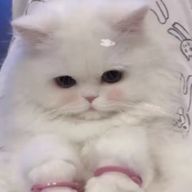 みーさんのアイコン画像