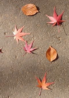 あやや📷📘のサカパズ語り部屋！