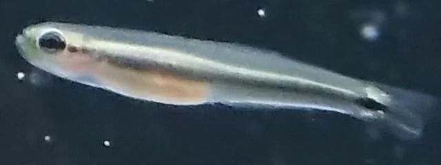 咲沙きさきさんの壁紙画像