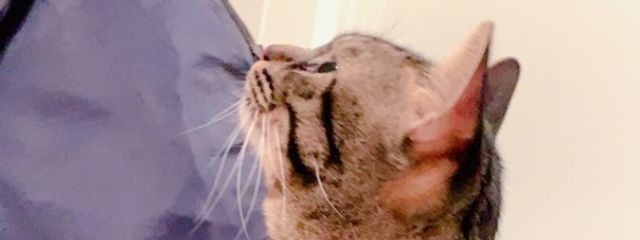 チップさんの壁紙画像