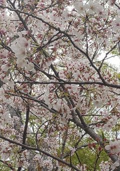 イラスト・雑談部屋☆