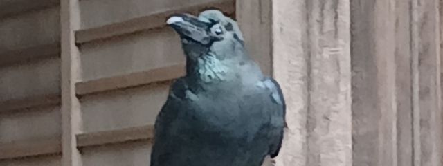 雷火さんの壁紙画像