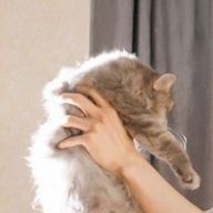 こっころぴぁさんのアイコン画像