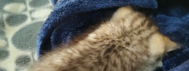 こうごうさんの壁紙画像