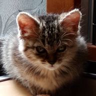 こうごうさんのアイコン画像