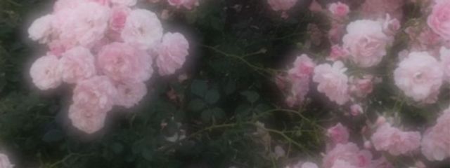 rya_1324さんの壁紙画像