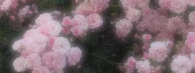rya_1324さんの壁紙画像