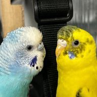 プイプイレモン🎲‪🦜‬#カントリー連合さんのアイコン画像