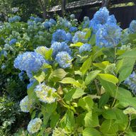 Nyaokoさんのアイコン画像