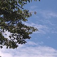 ましゅ *さんのアイコン画像