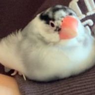 のけどんさんのアイコン画像