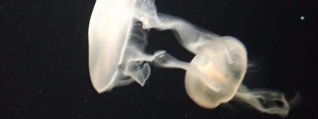 偏食さんさんの壁紙画像