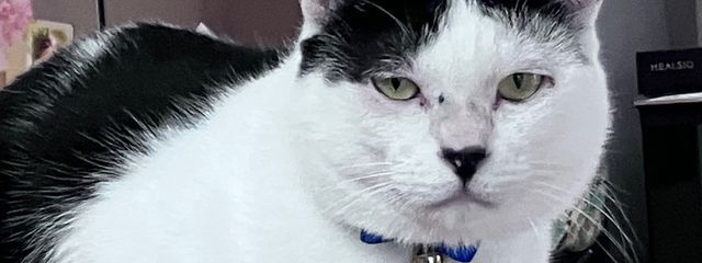 涼風　颯　元moioさんの壁紙画像