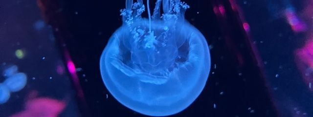 うぃ^._.^低浮上𓈒𓏸𓐍𓈒𓂂 𓈒𓍼さんの壁紙画像