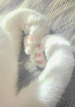 　　しょたてぃーん　　