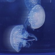蛸水母さんのアイコン画像