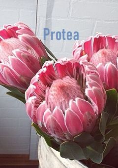 Protea