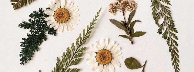 まかろんさんの壁紙画像