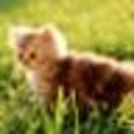 まかろんさんのアイコン画像