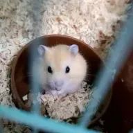 Shioneさんのアイコン画像