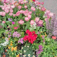 ピカソさんのアイコン画像