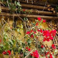 ももっぺさんのアイコン画像