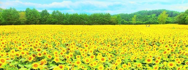 あいうえおんがくさんの壁紙画像