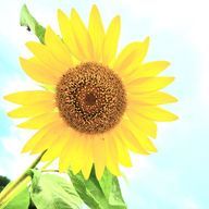 あいうえおんがくさんのアイコン画像