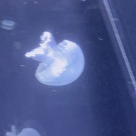 いにさんのアイコン画像