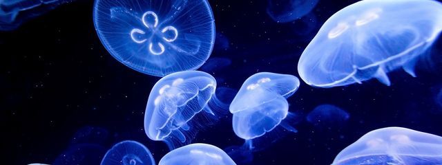 来栖　瑠愛さんの壁紙画像