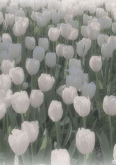 ๐๐๐ฉ๐ฉ๐ฒ ๐๐ข๐ซ๐ญ๐ก๐๐๐ฒ.โ๐๐.*โฌ