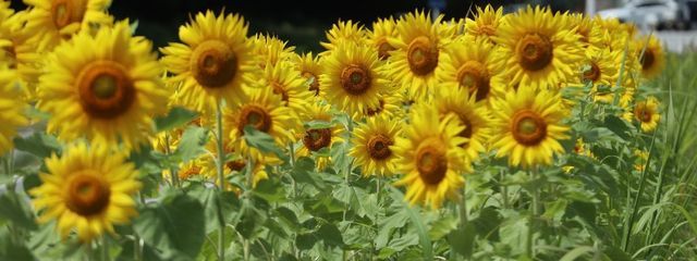 ややさんの壁紙画像