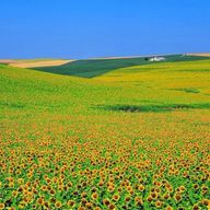 하루さんのアイコン画像