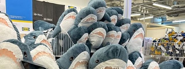 れん🐶👊　一部活動再開さんの壁紙画像