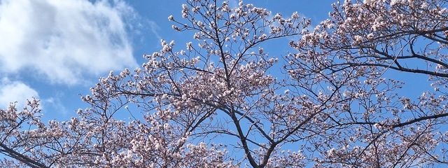 花野 来羅☆低浮上気味さんの壁紙画像