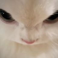 ฅ^•ω•^ฅさんのアイコン画像