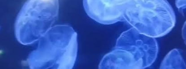 ✖︎ばつ。さんの壁紙画像