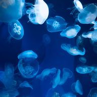 いるかさんのアイコン画像