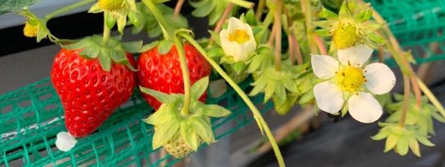 ちさ💫🫧💙🌸🫧❄️さんの壁紙画像