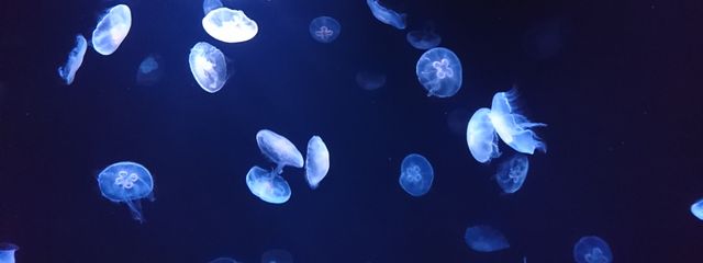 望月くらげさんの壁紙画像