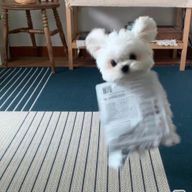 チムさんのアイコン画像