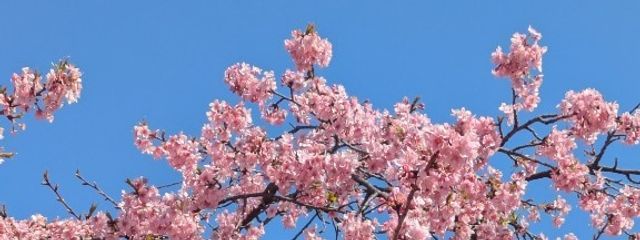 ニャッキ!さんの壁紙画像