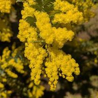 ニャッキ!さんのアイコン画像