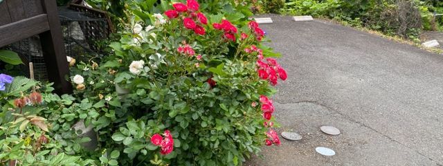 ちゅむママさんの壁紙画像