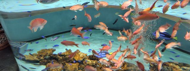 ま お @ 気 分 屋  .さんの壁紙画像