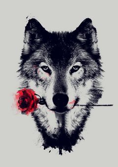 Wolf 