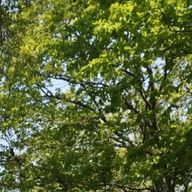 しじまさんのアイコン画像