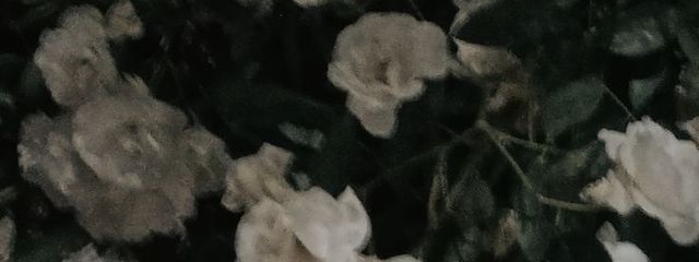 らてちま ෆ⸝⸝꙳さんの壁紙画像